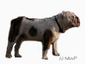 Anglický buldog