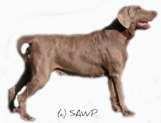 Weimarský stavač (Weimaranner)