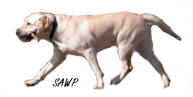 Labradorský retríver